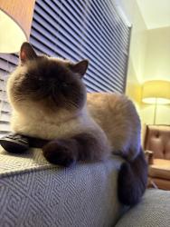 Lost Female Cat last seen Penn and britton, The Village, OK 73120