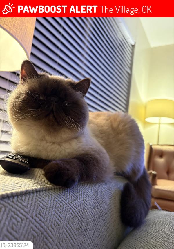 Lost Female Cat last seen Penn and britton, The Village, OK 73120