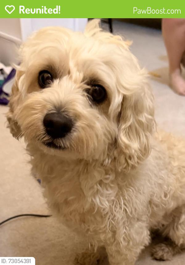 Reunited Male Dog last seen Old Frederick Rd. (99), Ellicott City, MD 21042