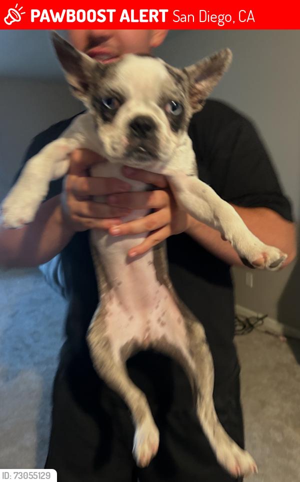 Lost Female Dog last seen Mira Mesa Swansea, San Diego, CA 92126