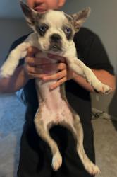 Lost Female Dog last seen Mira Mesa Swansea, San Diego, CA 92126