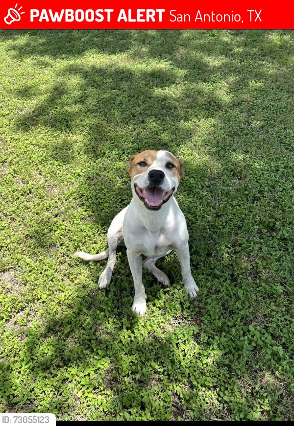 Lost Male Dog last seen genevieve and s flores, San Antonio, TX 78221