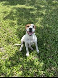 Lost Male Dog last seen genevieve and s flores, San Antonio, TX 78221