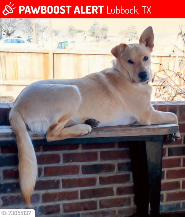 Lost Male Dog last seen North Milwaukee and Kent St, Lubbock, TX 79416