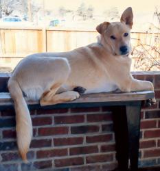 Lost Male Dog last seen North Milwaukee and Kent St, Lubbock, TX 79416