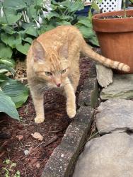 Found/Stray Unknown Cat last seen Sunset drive, Mount Lebanon Township, PA 15228
