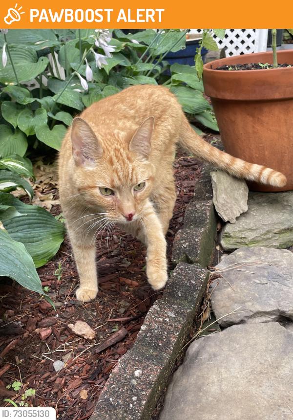 Found/Stray Unknown Cat last seen Sunset drive, Mount Lebanon Township, PA 15228
