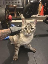 Lost Male Cat last seen Fairfax and panorama, Bakersfield, CA 93306