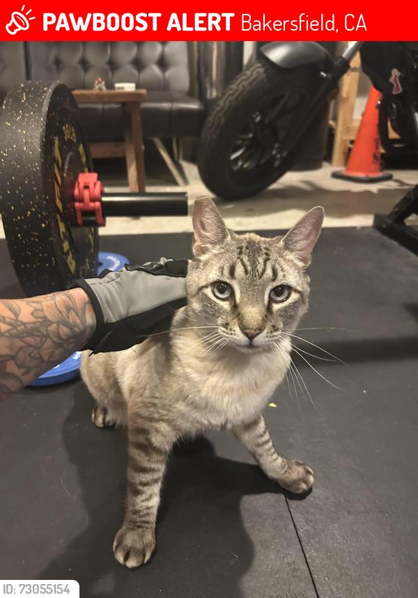 Lost Male Cat last seen Fairfax and panorama, Bakersfield, CA 93306