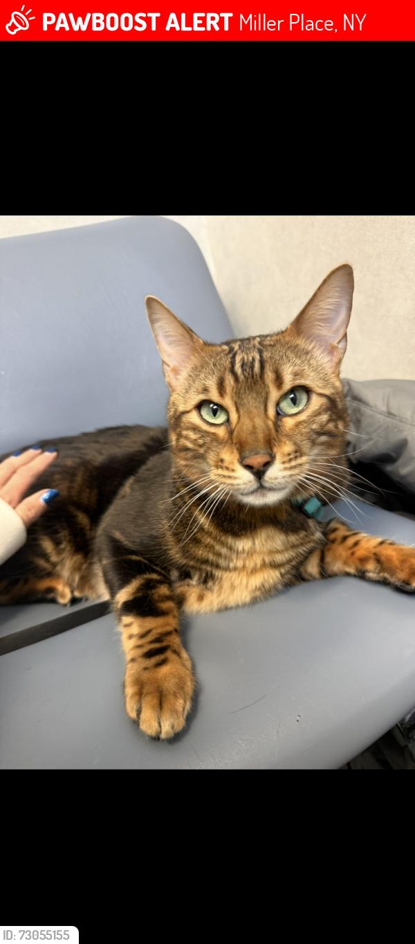 Lost Male Cat last seen Landing Rd Miller Place , Miller Place, NY 11764
