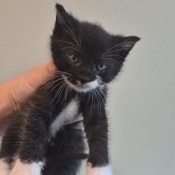 Shelter Stray Female Cat last seen , 3428 S Jenkins Ave, Norman, OK 73072, USA