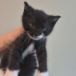 Shelter Stray Female Cat last seen , 3428 S Jenkins Ave, Norman, OK 73072, USA