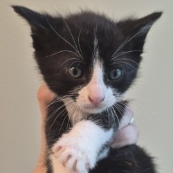 Shelter Stray Female Cat last seen , 3428 S Jenkins Ave, Norman, OK 73072, USA