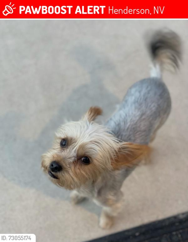 Lost Female Dog last seen Mission Hills, Henderson, NV 89002