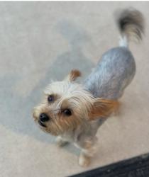 Lost Female Dog last seen Mission Hills, Henderson, NV 89002