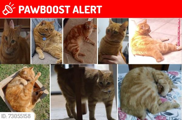 Lost Male Cat last seen Avenida Vergueiro, Vila Caminho do Mar, SP 09619-100