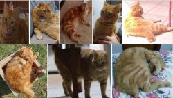 Lost Male Cat last seen Avenida Vergueiro, Vila Caminho do Mar, SP 09619-100