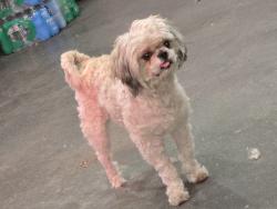 Reunited Male Dog last seen Near st and harlem , Summit, IL 60501