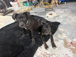 Reunited Female Dog last seen Veterans Hwy and Connors Road, Villa Rica, GA 30180