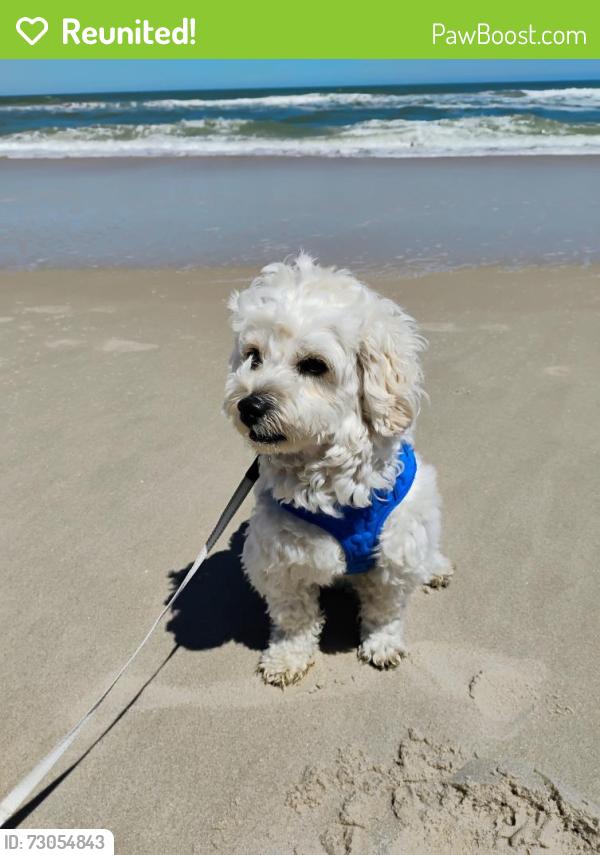 Reunited Male Dog last seen Mt Hebron high school , Ellicott City, MD 21042