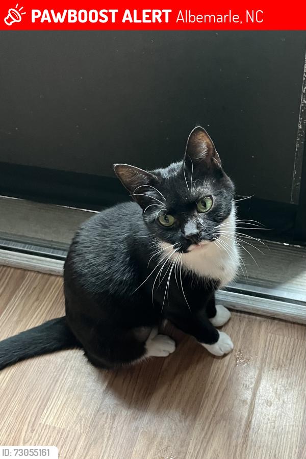 Lost Female Cat last seen 6th st, Albemarle, NC 28001