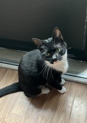 Lost Female Cat last seen 6th st, Albemarle, NC 28001