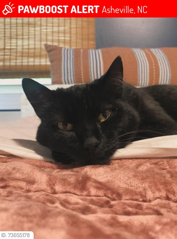 Lost Male Cat last seen Near waters road, Asheville NC, Asheville, NC 28805