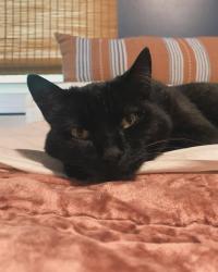 Lost Male Cat last seen Near waters road, Asheville NC, Asheville, NC 28805