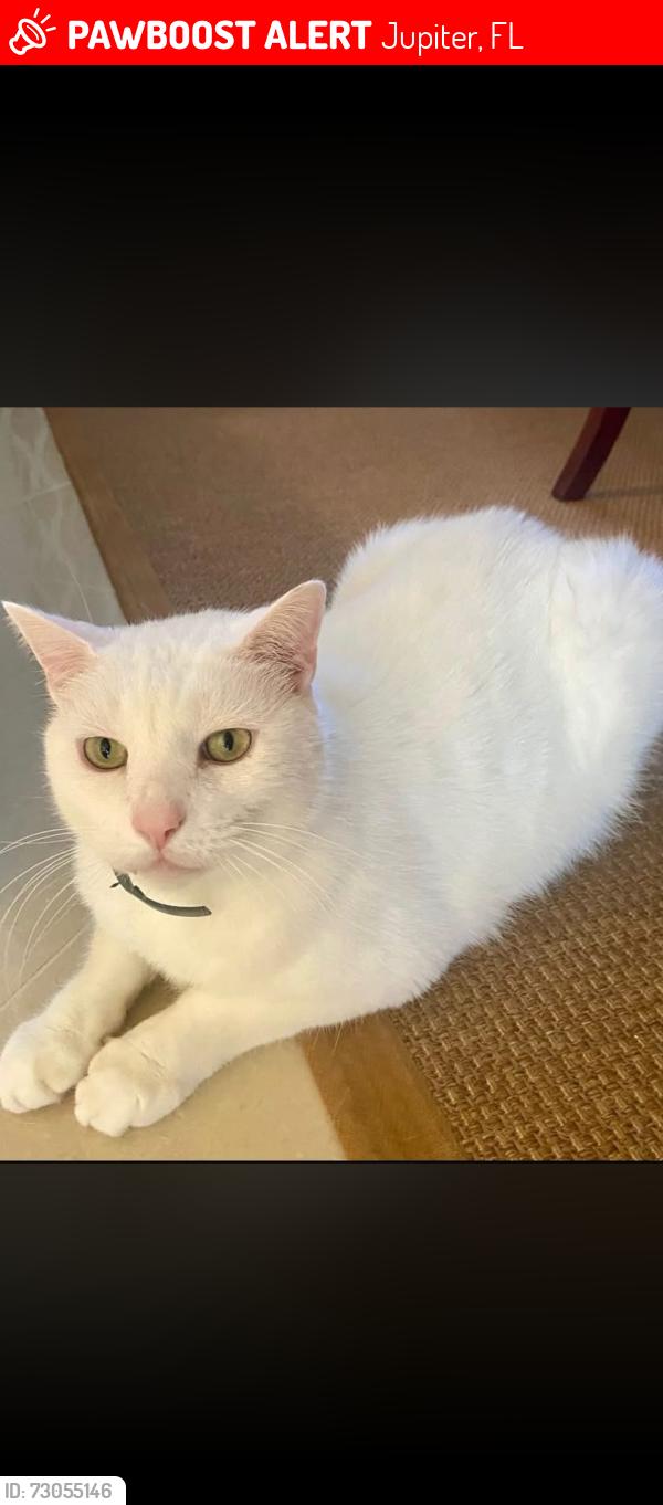 Lost Male Cat last seen Rialto Community, Jupiter, FL 33458