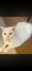 Lost Male Cat last seen Rialto Community, Jupiter, FL 33458