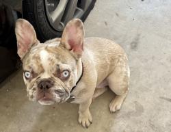 Lost Male Dog last seen Peachtree and Military Pkwy, Dallas, TX 75227