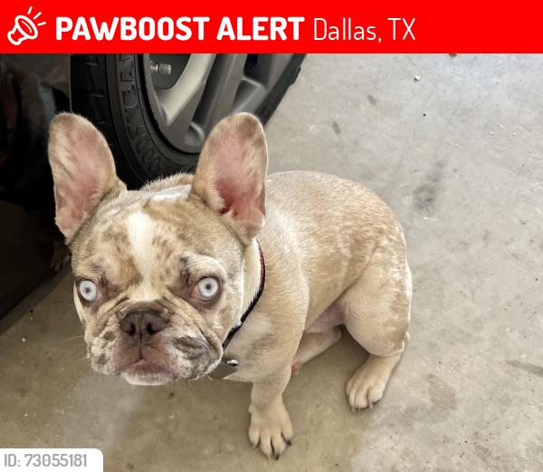 Lost Male Dog last seen Peachtree and Military Pkwy, Dallas, TX 75227