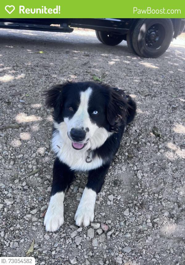 Reunited Male Dog last seen Vista , Spring Valley, CA 91977