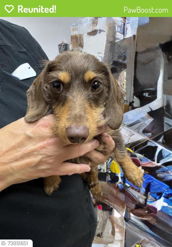 Reunited Female Dog last seen Eldron and Bayside Lakes, Palm Bay, FL 32909