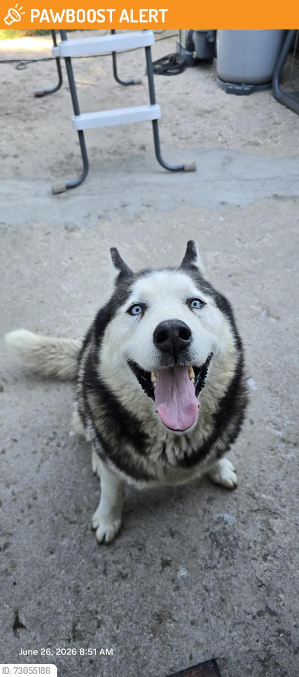 Found/Stray Male Dog last seen Verde and Capulin 80910, Colorado Springs, CO 80910
