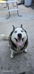 Found/Stray Male Dog last seen Verde and Capulin 80910, Colorado Springs, CO 80910