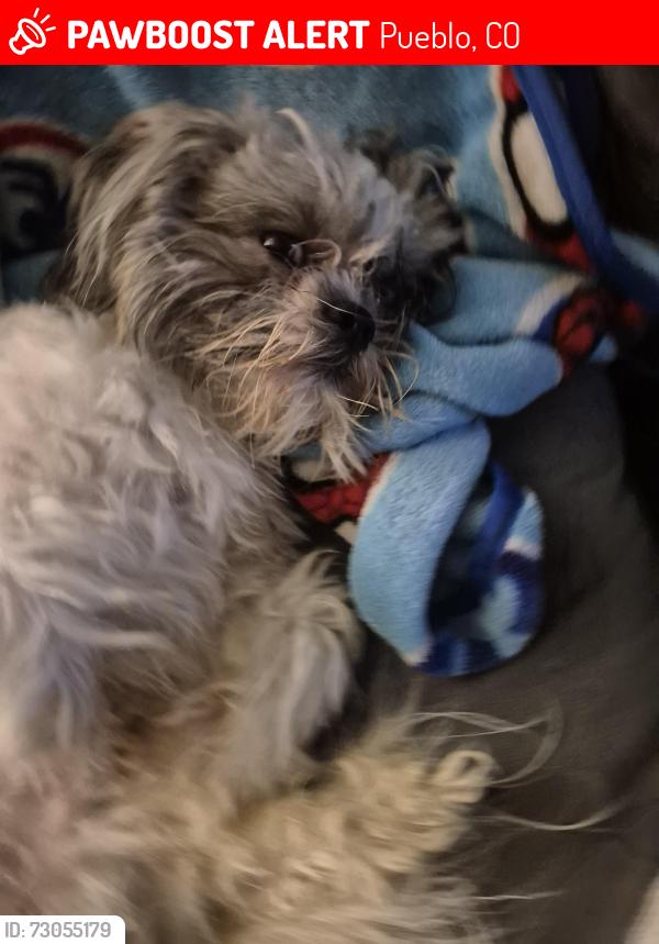 Lost Male Dog last seen adee, Pueblo, CO 81003