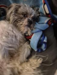 Lost Male Dog last seen adee, Pueblo, CO 81003