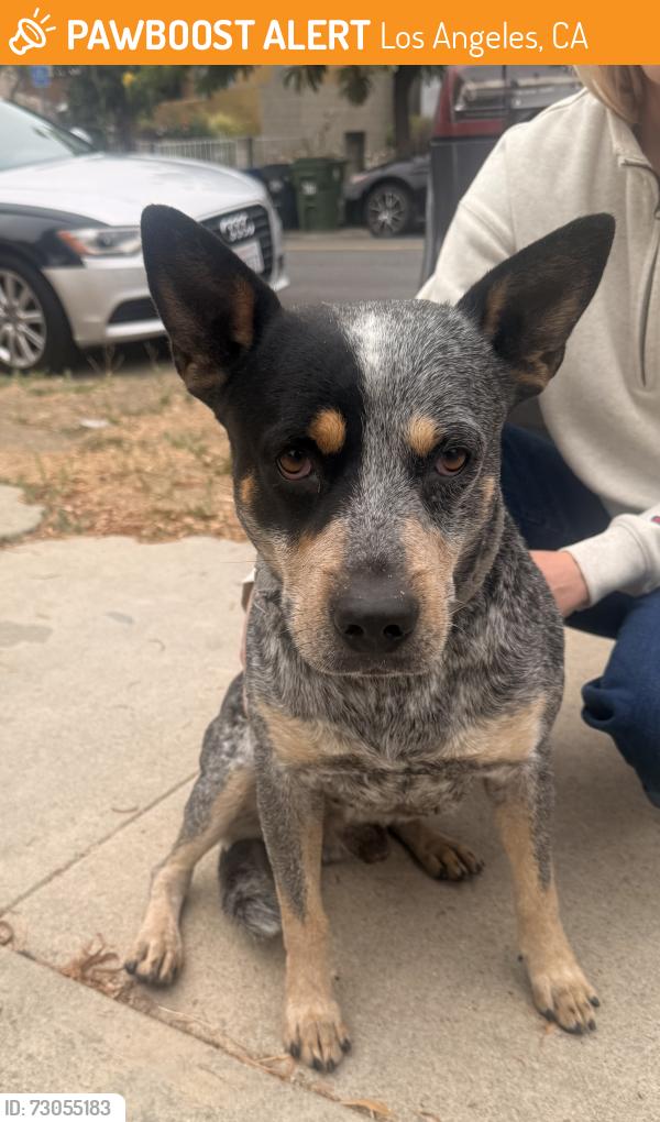 Found/Stray Male Dog last seen Budau Ave and Budau Pl, Los Angeles, CA 90032