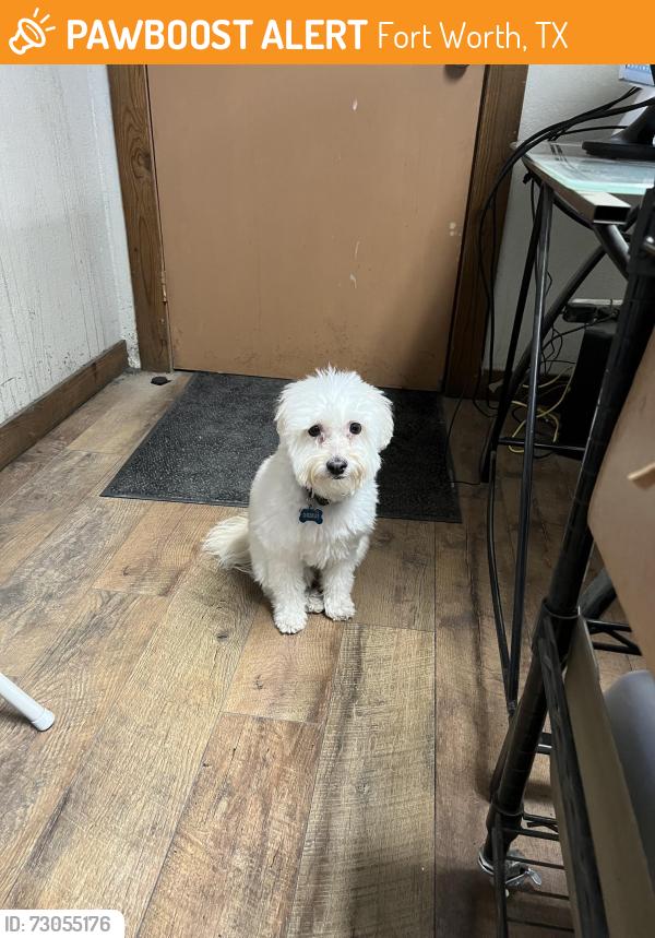 Found/Stray Unknown Dog last seen Randol Mill & 820, Fort Worth, TX 76120