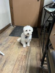 Found/Stray Unknown Dog last seen Randol Mill & 820, Fort Worth, TX 76120