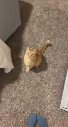 Lost Male Cat last seen 131st and aspen, Broken Arrow, OK 74011