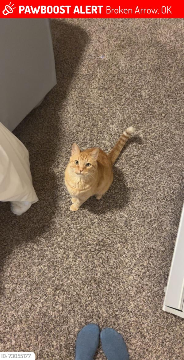 Lost Male Cat last seen 131st and aspen, Broken Arrow, OK 74011