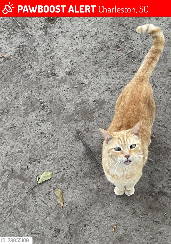 Lost Female Cat last seen Bur Clare drive, Charleston, SC 29412