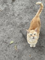 Lost Female Cat last seen Bur Clare drive, Charleston, SC 29412