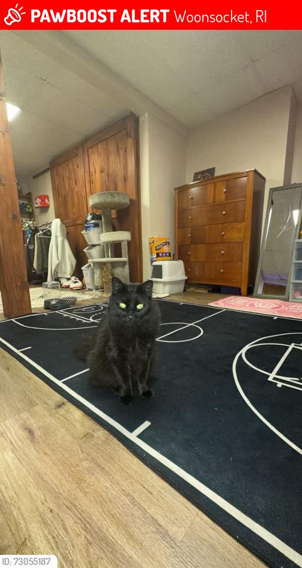 Lost Male Cat last seen elder ballou diamond hill cass park, Woonsocket, RI 02895