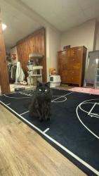 Lost Male Cat last seen elder ballou diamond hill cass park, Woonsocket, RI 02895