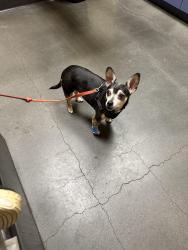 Lost Female Dog last seen New Hope Road, Allen’s landing, Lawrenceville, GA 30045