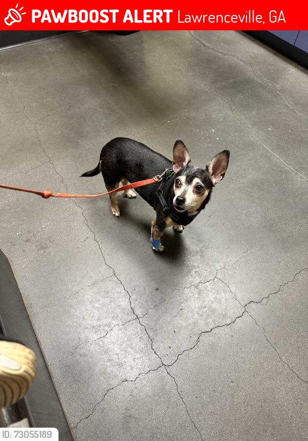 Lost Female Dog last seen New Hope Road, Allen’s landing, Lawrenceville, GA 30045