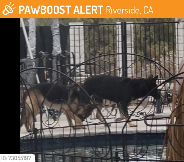 Found/Stray Female Dog last seen Van Buren n Regency Rsnch Rd., Riverside, CA 92504